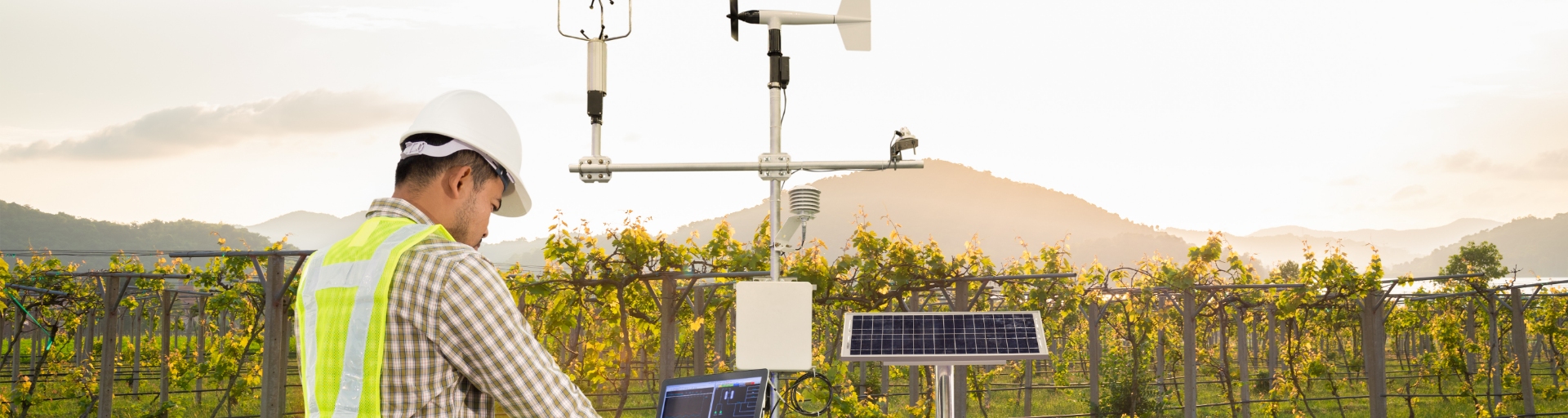 
		Man checking weather station near a grape vineyard.		