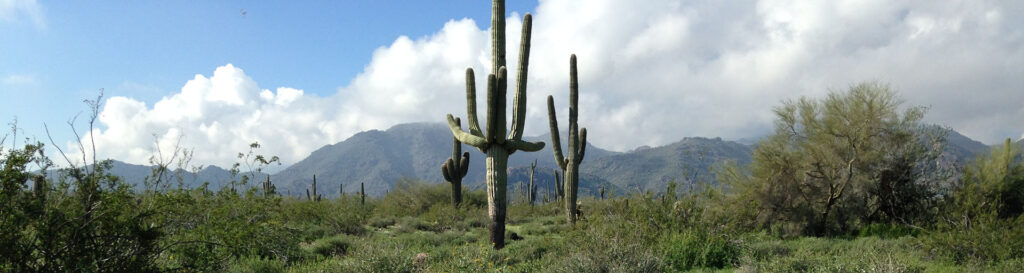 Desert fertilization experiment site