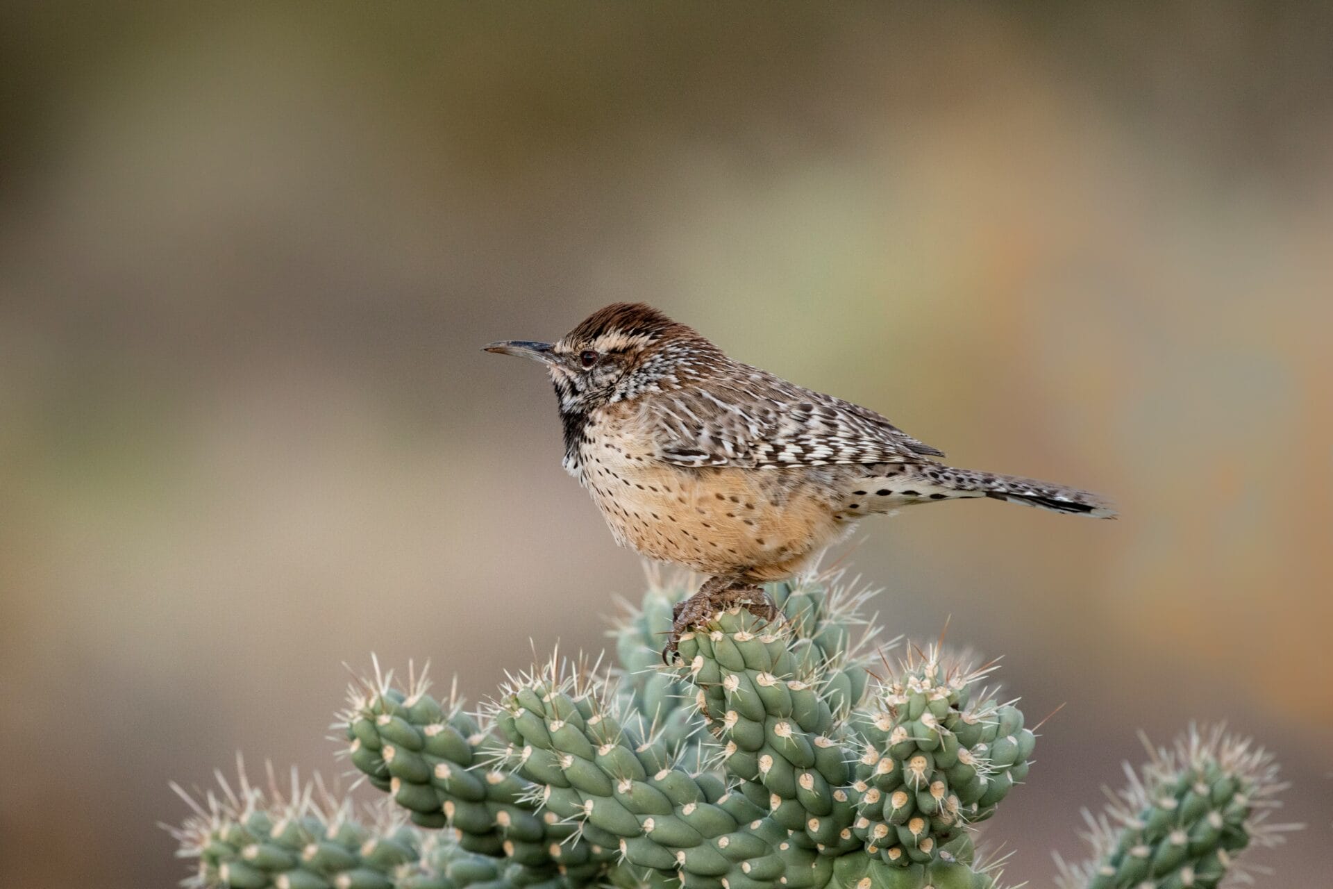 Cactus wren sitting on top of cholla cactus.