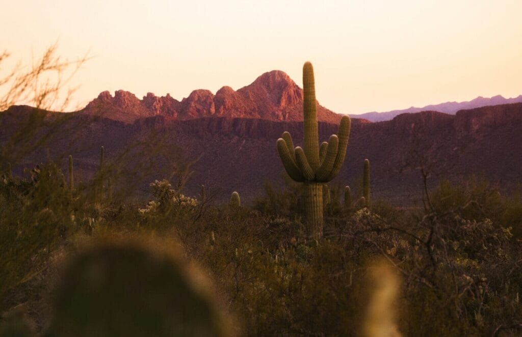 view of desert with saguaros in the foreground and mountain in background at sunset.