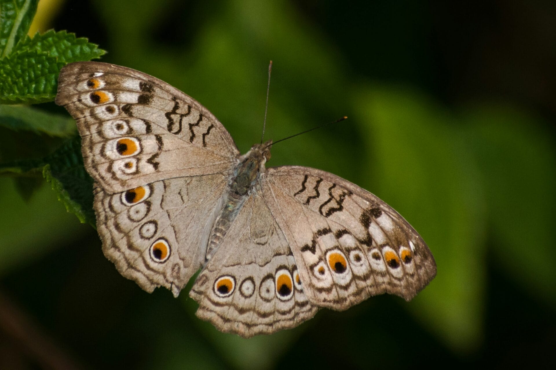 Tan moth with orange/black spots on edge of wings.