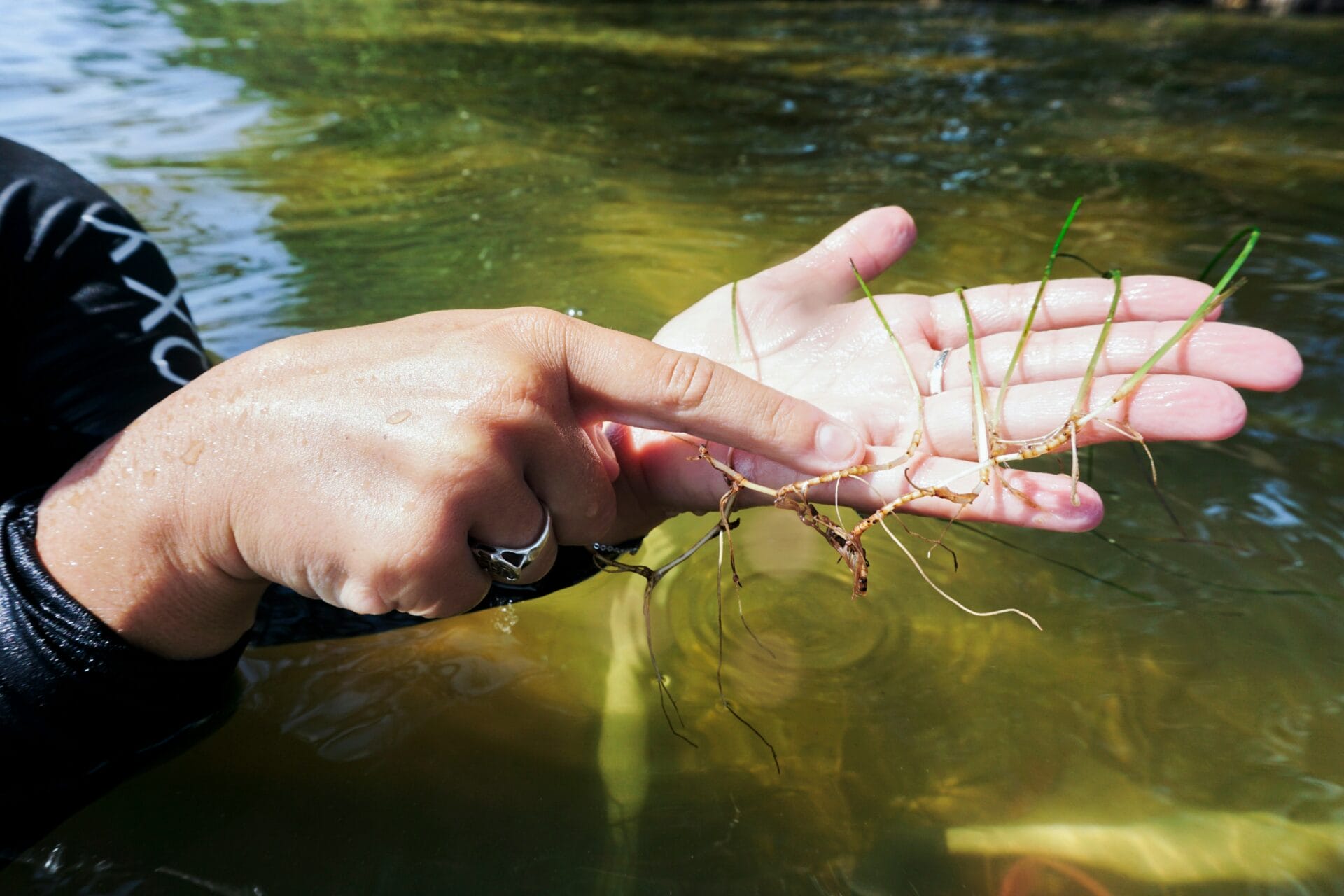 Person hoidng an aquatic plant in one hand and pointing to it with the other.hand