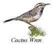 bird cactus wren