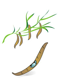 Drawing showing palo verde branch with pods and a single pod with a beetle inside it.