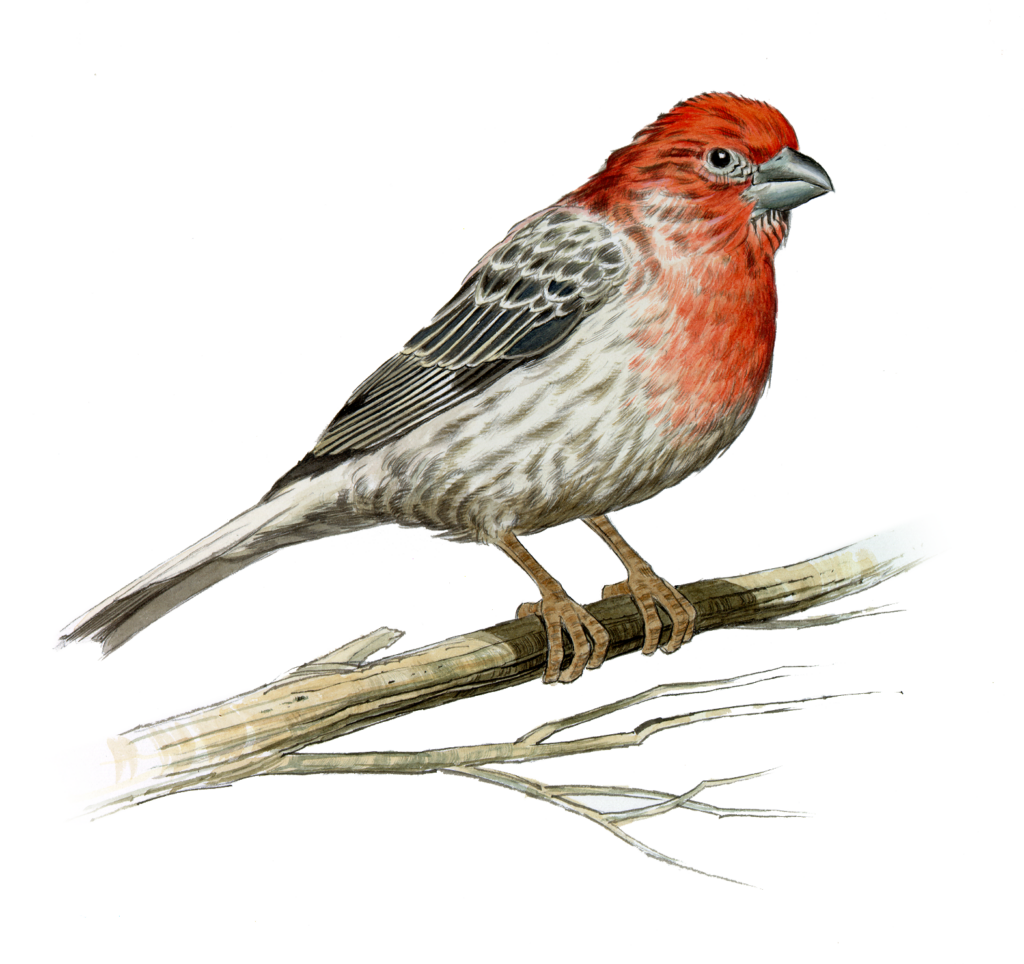 Artist rendering of a house finch