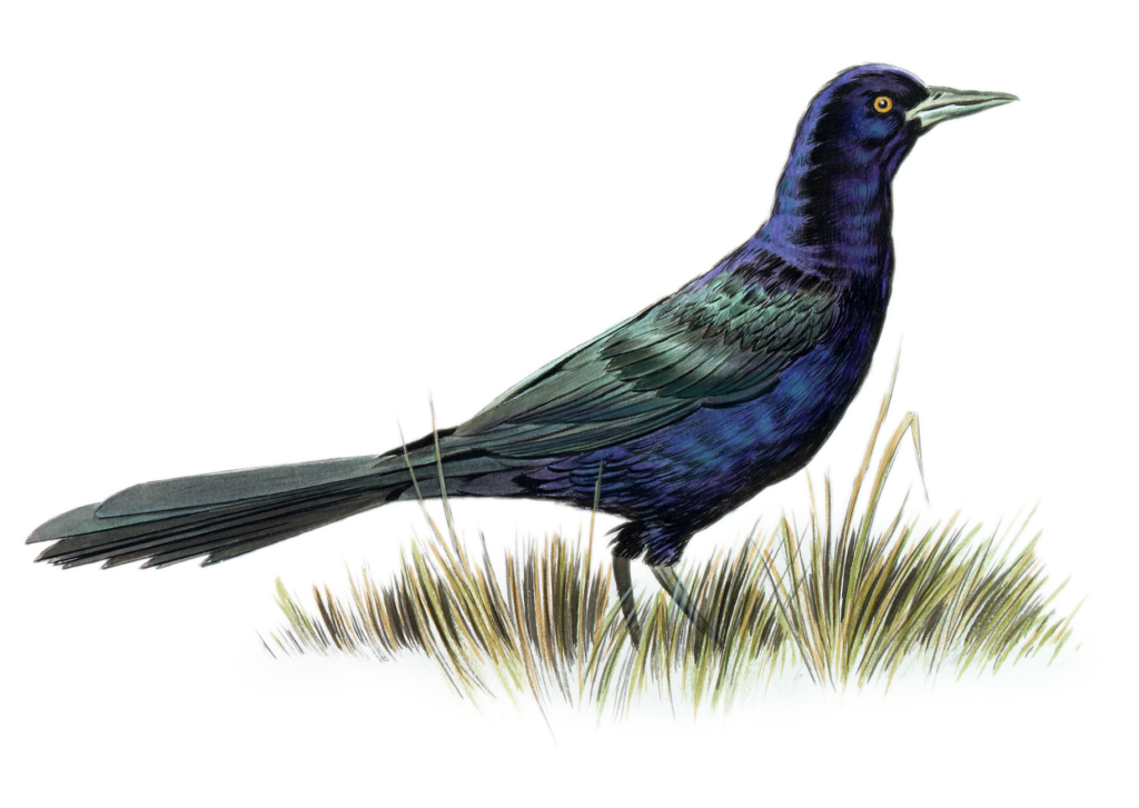 Artist rendering of a great-talied grackle