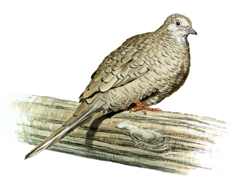 Artist rendering of an Inca dove