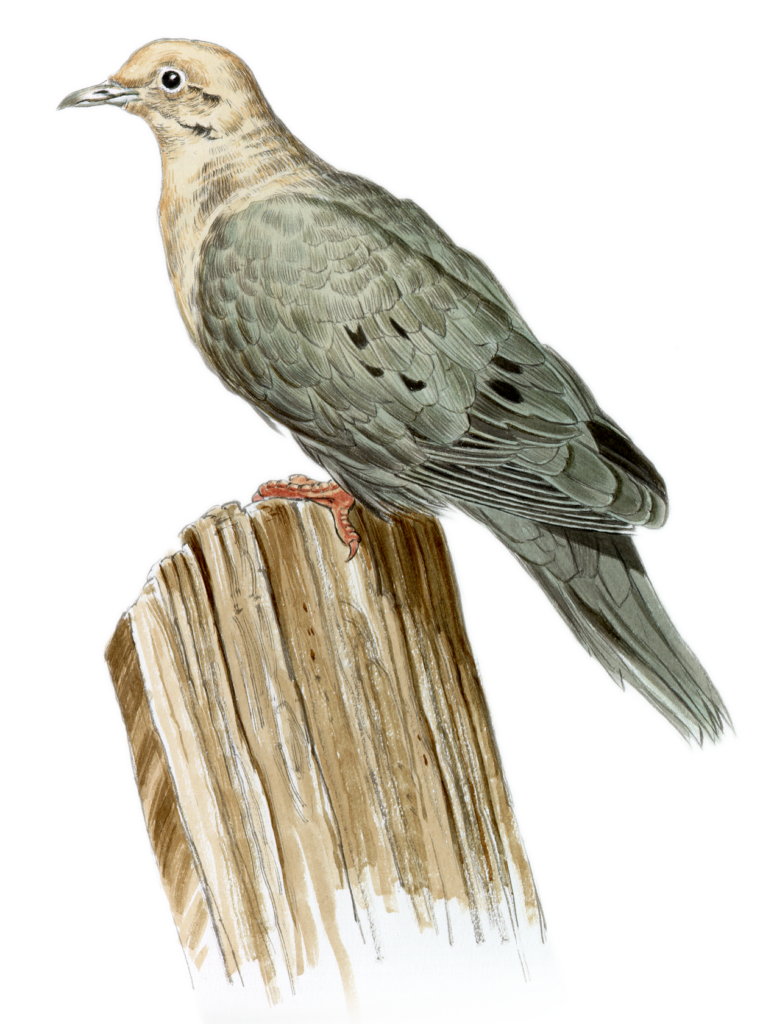 Artist rendering of a morning dove