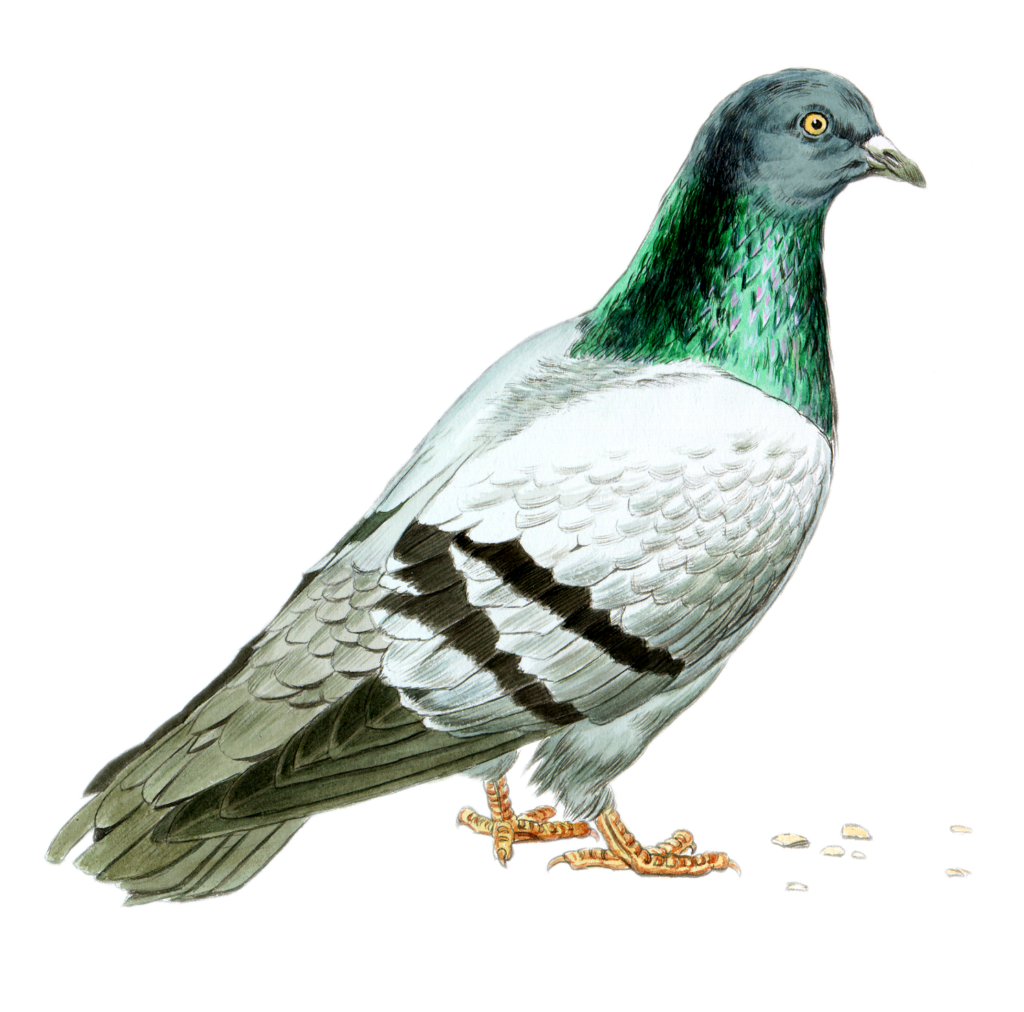 Artist rendering of a pigeon or rock dove