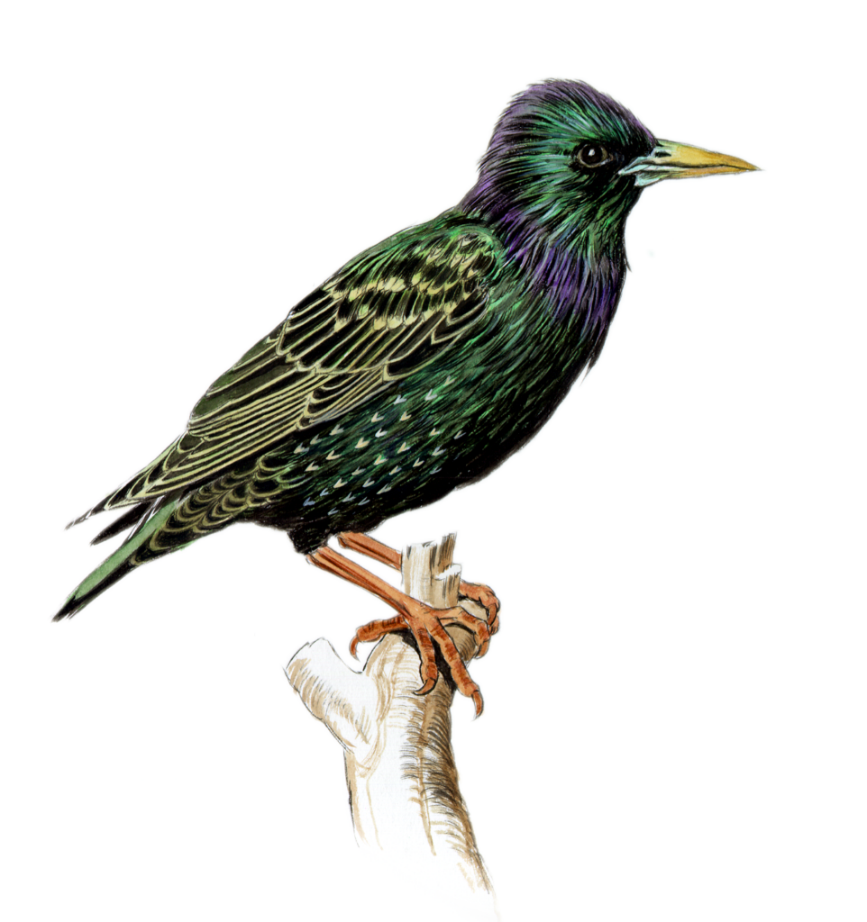 Artist rendering of a starling