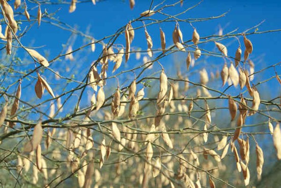 Blue palo verde seed pods