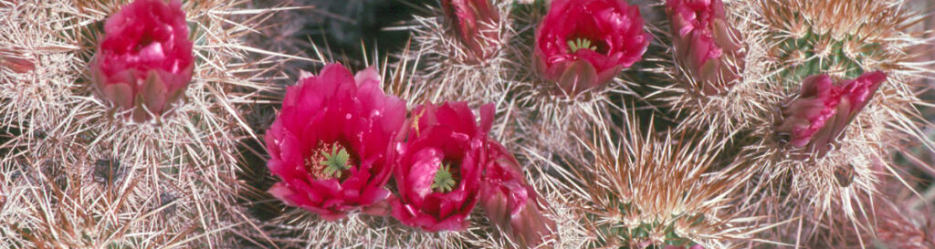 Hedgehog cactus flowers