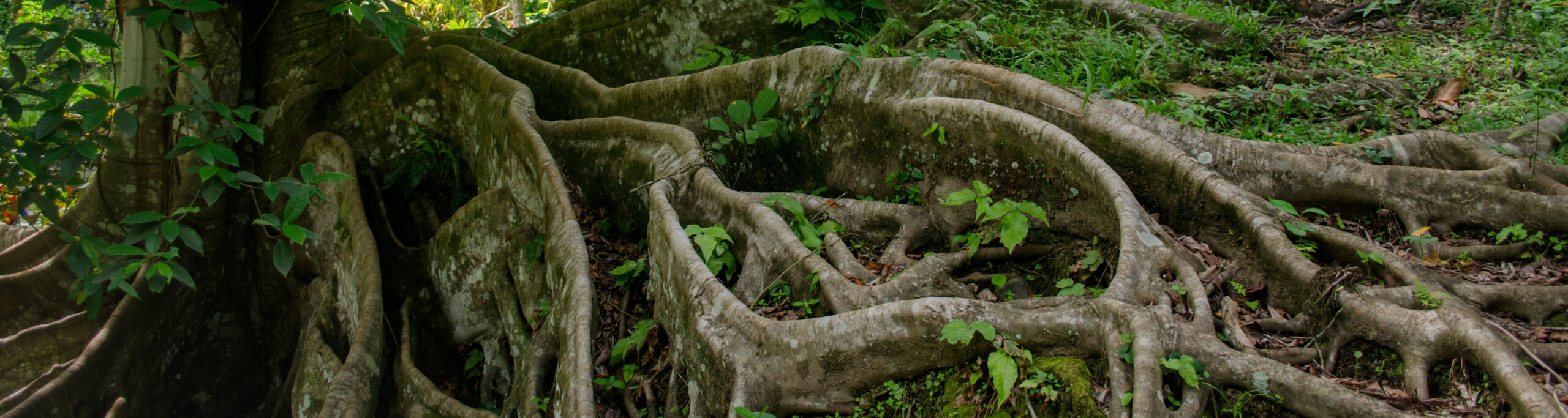 tree roots showing network