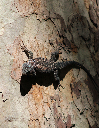 Yarrow lizard on tree