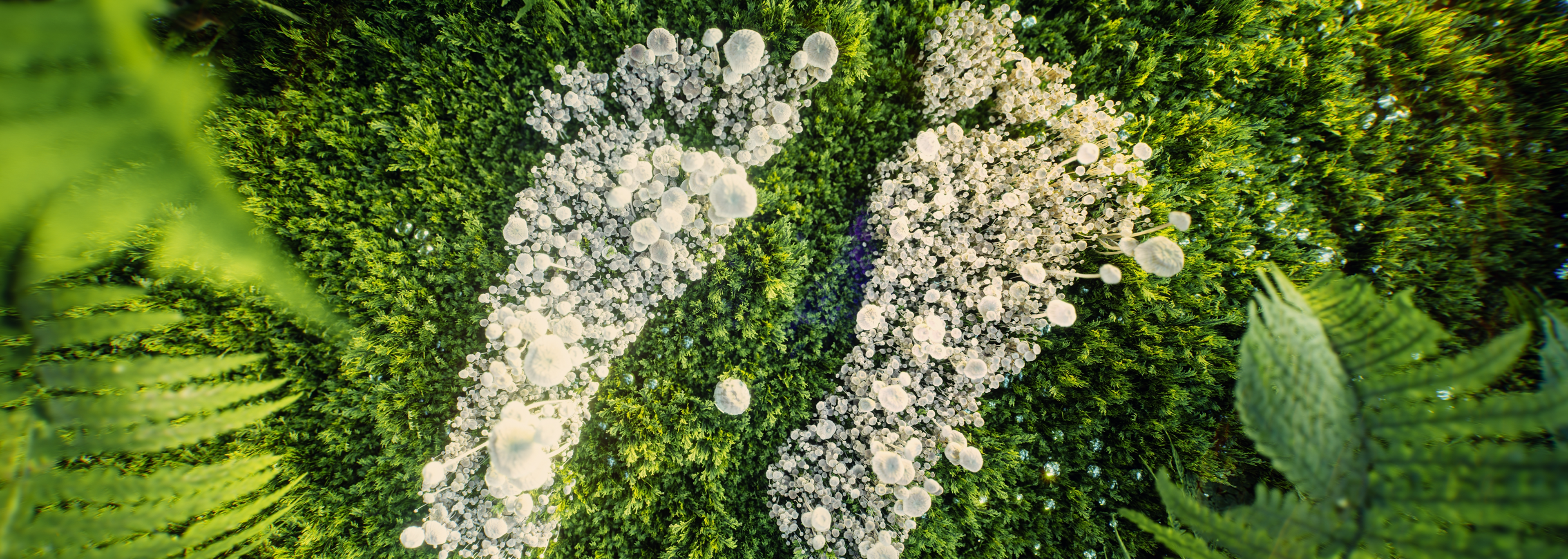 Footprints on vegetation