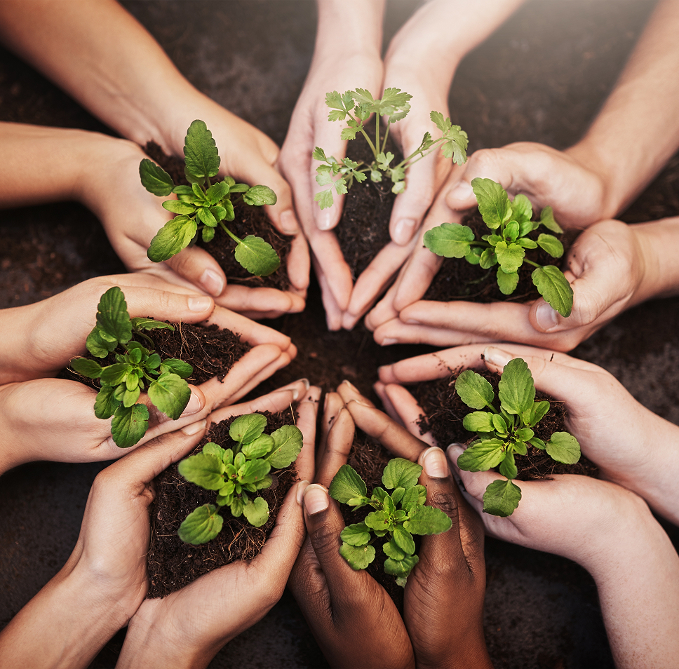 Children hands together in a circle, with each holding a seedling in soil.