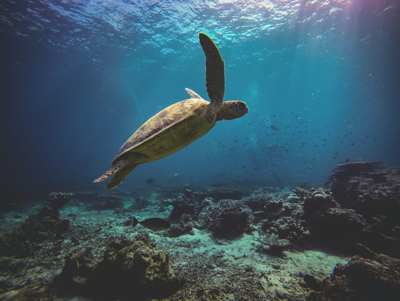 Image of a sea turtle swimming underwater with the sea floor visible below and sunlight streaming into the water visible above