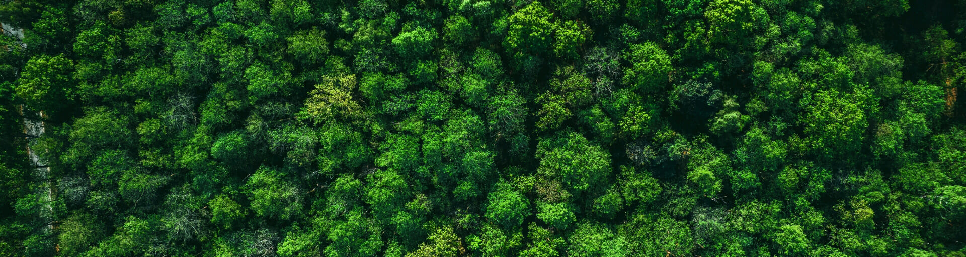 
		Aerial view of tainforest tree tops		