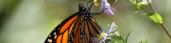 CBO(1) Monarch butterfly on lavender flower