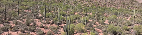 desert-humanities Stand of aaguaros and other desert vegetation