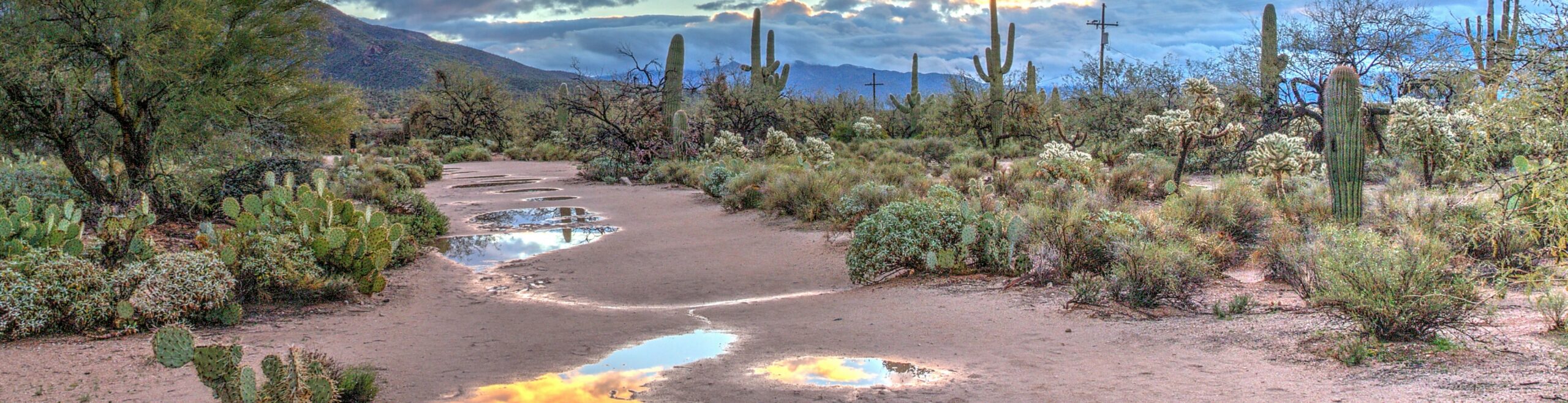 Sonoran Desert with saguaro cacti and rain puddles left on a gravel path