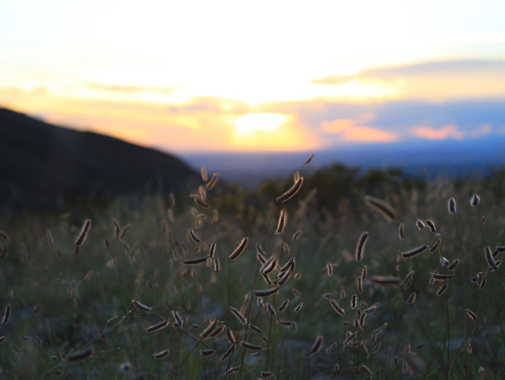 Desert grasslands at sunset with grass seed heads in the foreground