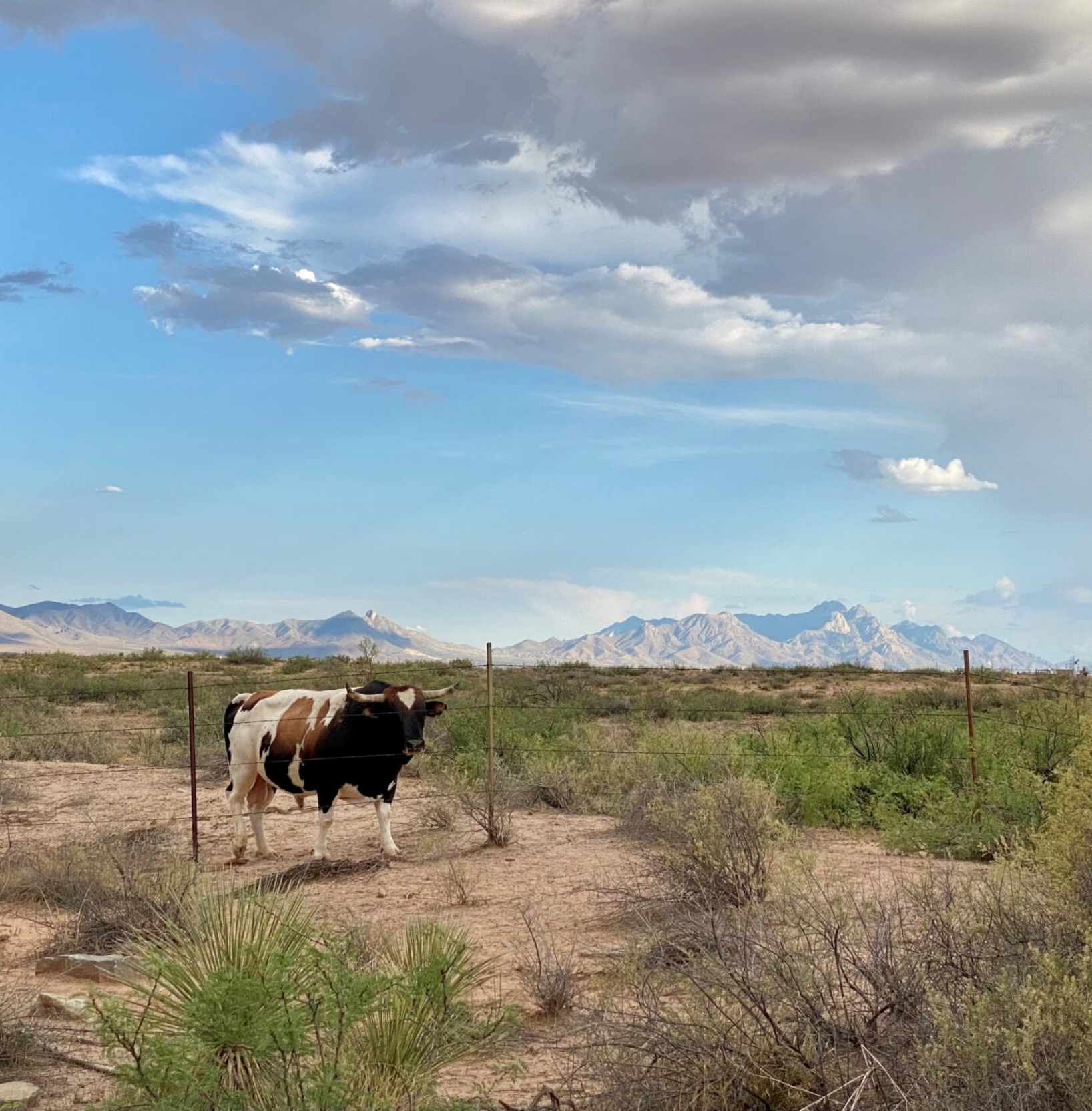 A single steer standing at barbed wire fence in desert sage with mountains in background