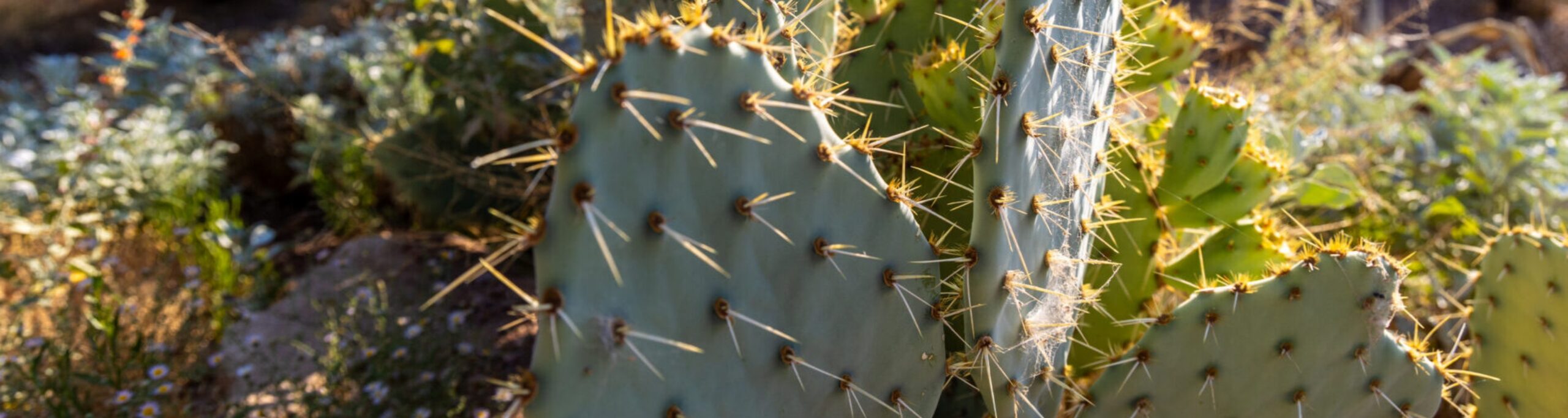 Closeup of prickly pear cactus pad