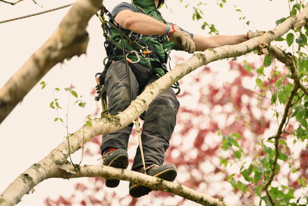 Arborist standing in tree cutting a branch.