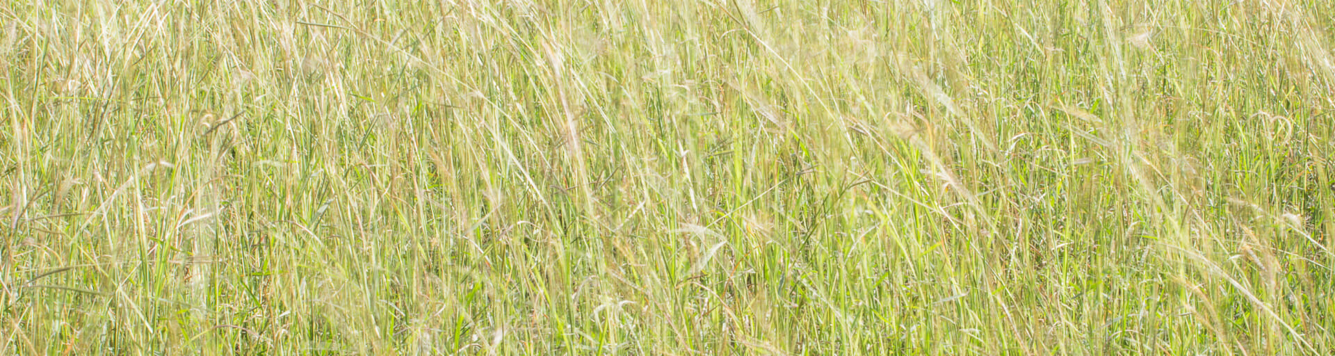 
		Close up photo of tall, dried beige and green grass		