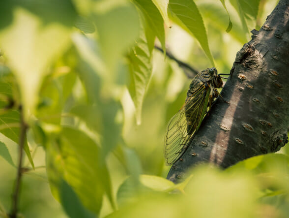 A cicada perches on a dark brown tree branch surrounded by vibrant green leaves in the foreground and background