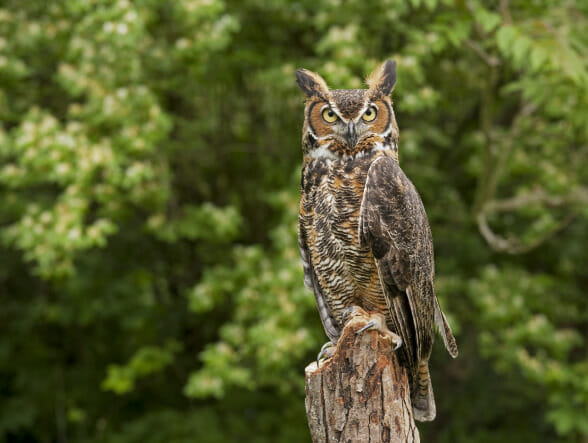 A great horned owl looks directly at the camera, perched on a tree stump with an out of focus green forest in the background