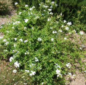 Plumbago scandens flower bush
