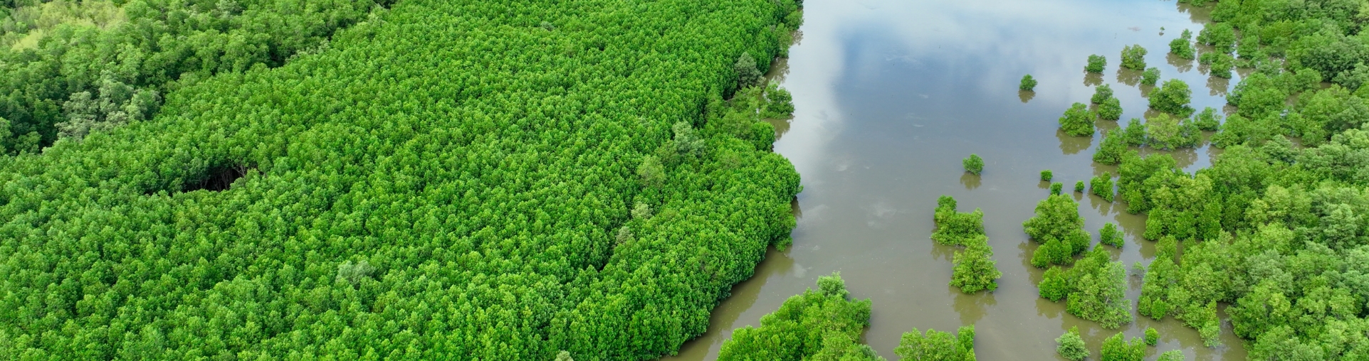 Aerial view of a river surrounded by dense green forest.