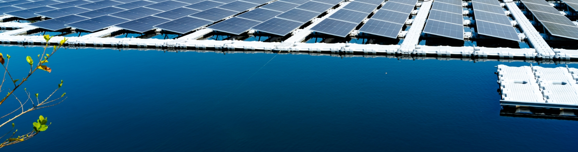 An array of solar panels with a tree visible in the foreground. 