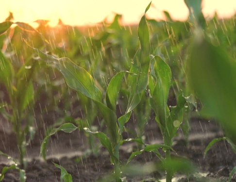 Young plants in a sunset-lit field