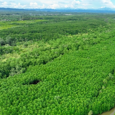 Vast fields of green vegetation.