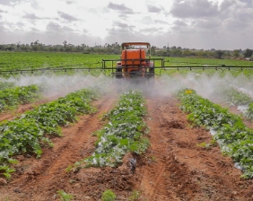 Tractor with sprayer attached, going through crop rows.